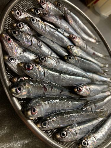 カタクチイワシの釣果