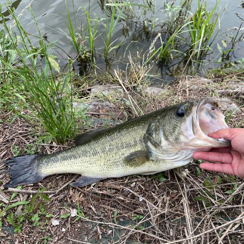 ラージマウスバスの釣果