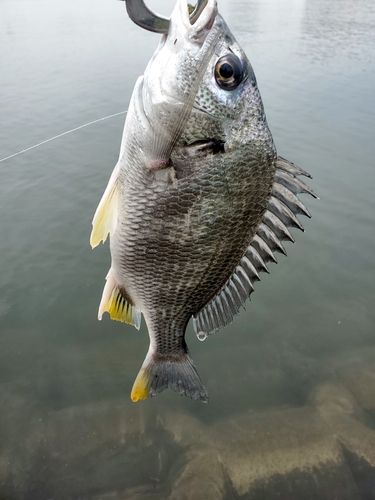 キビレの釣果