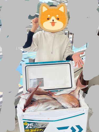 マダイの釣果