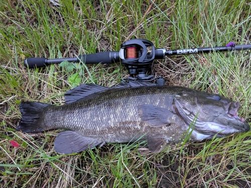スモールマウスバスの釣果