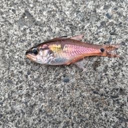 ネンブツダイ