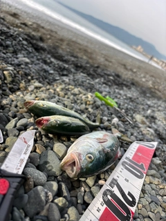 ワカシの釣果