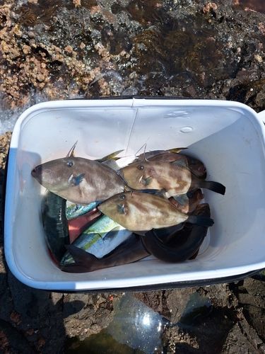 ウマヅラハギの釣果