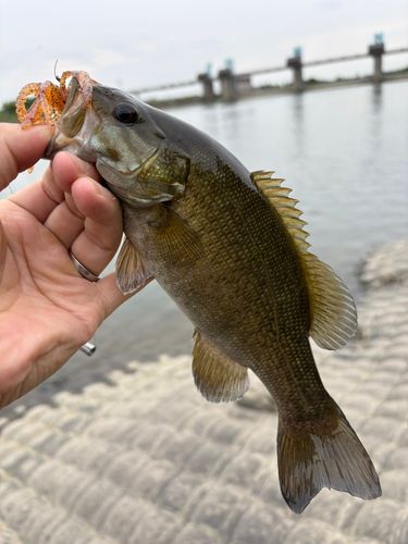 スモールマウスバスの釣果