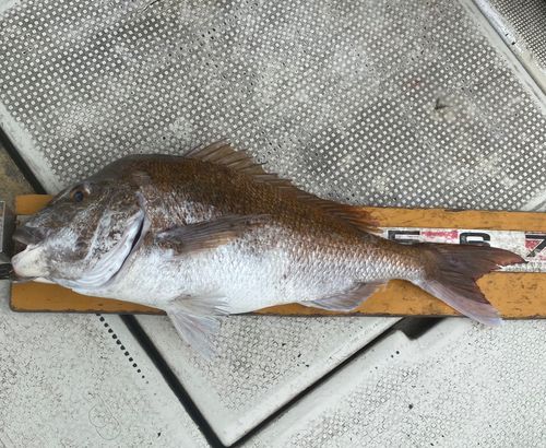 タイの釣果