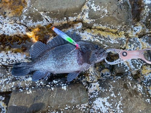 クロソイの釣果