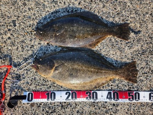 ヒラメの釣果