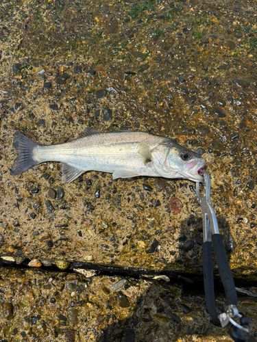 セイゴ（ヒラスズキ）の釣果