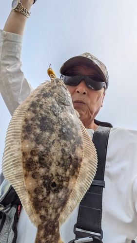 ヒラメの釣果
