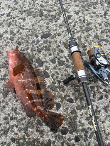 キジハタの釣果