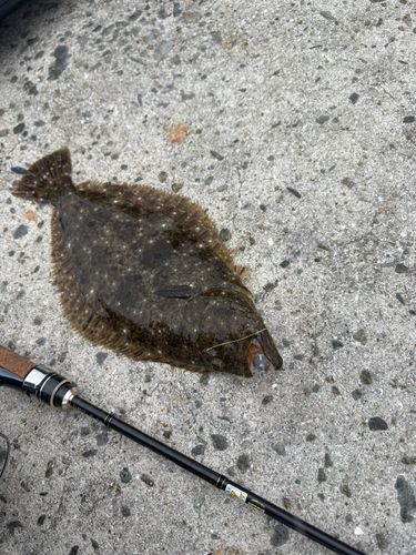 ヒラメの釣果