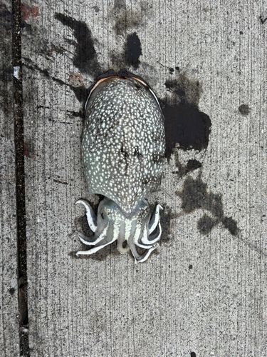 シリヤケイカの釣果