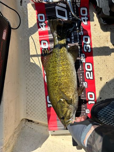 スモールマウスバスの釣果