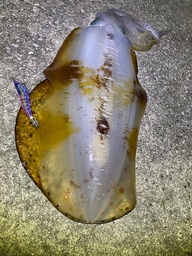 アオリイカの釣果