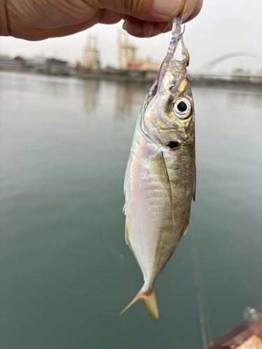 マアジの釣果