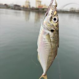 マアジ