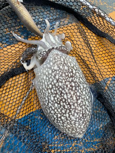シリヤケイカの釣果
