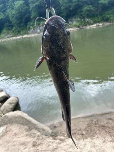 アメリカナマズの釣果