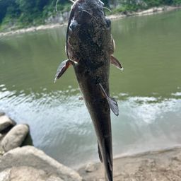 アメリカナマズ