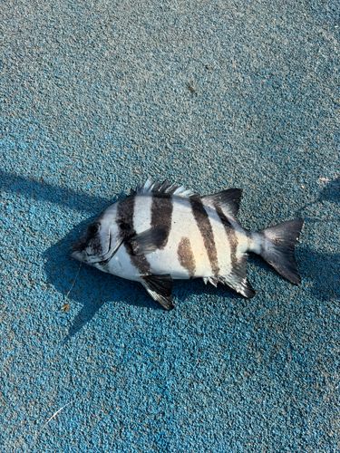 イシダイの釣果
