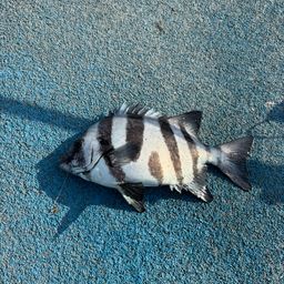 イシダイ