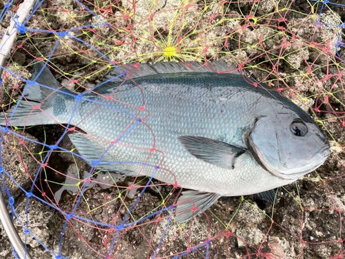 オナガグレの釣果