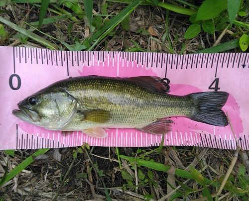 ブラックバスの釣果