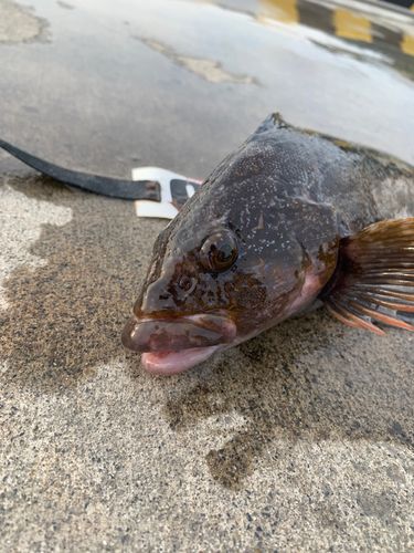 アイナメの釣果