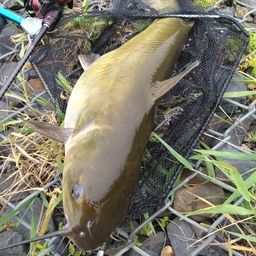 アメリカナマズ