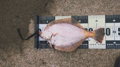 マガレイの釣果