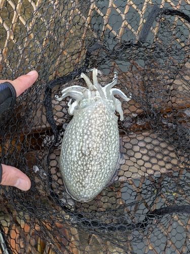 シリヤケイカの釣果