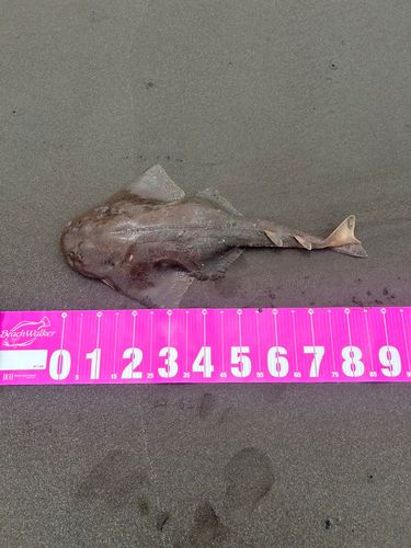 カスザメの釣果