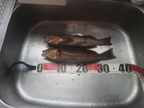 アイナメの釣果