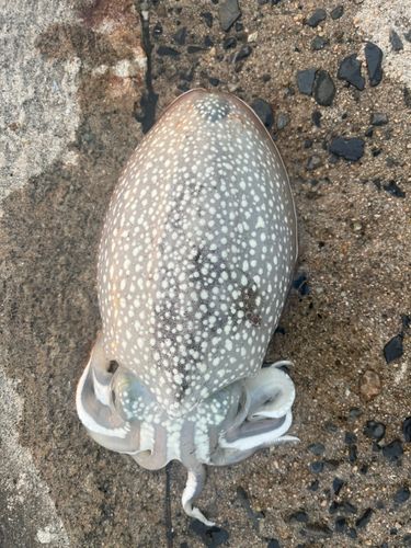 シリヤケイカの釣果