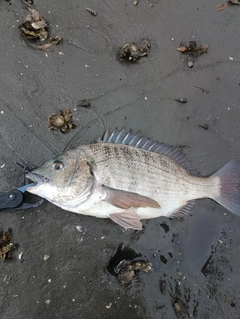 チヌの釣果