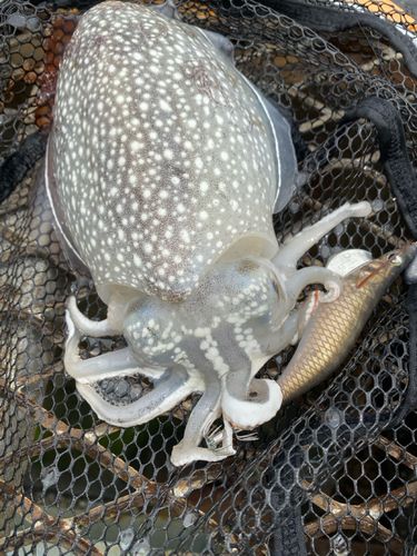 シリヤケイカの釣果