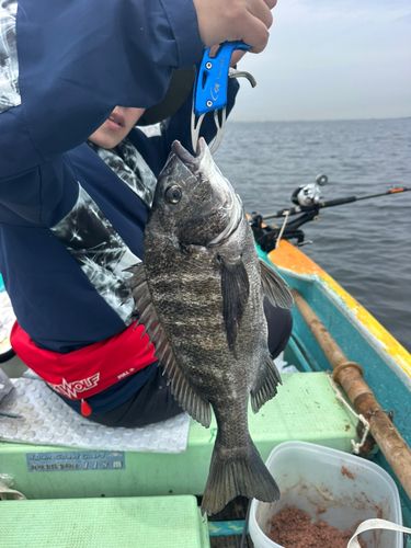 クロダイの釣果