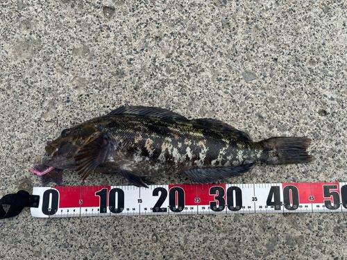 アイナメの釣果