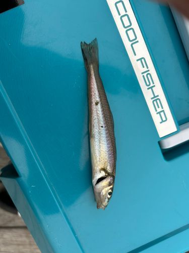 キスの釣果