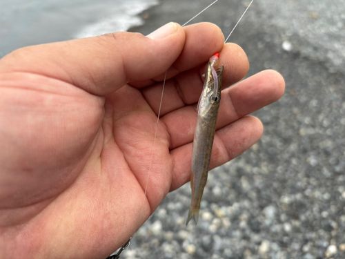 カマスの釣果