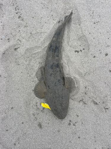 コチの釣果