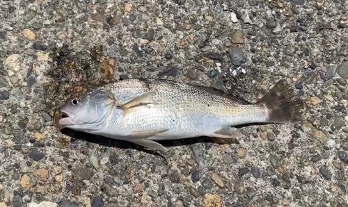 イシモチの釣果