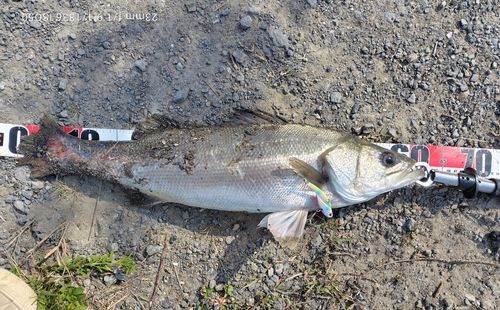 スズキの釣果