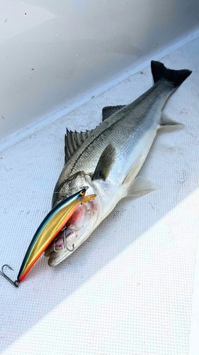 スズキの釣果