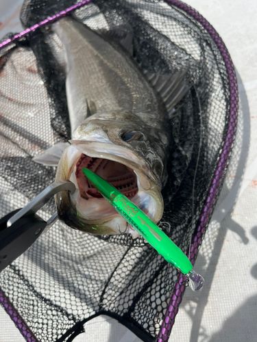 スズキの釣果