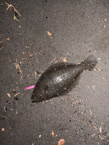 ヒラメ