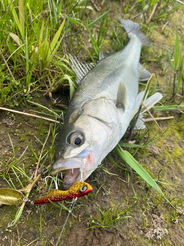 スズキの釣果
