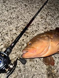 アコウの釣果