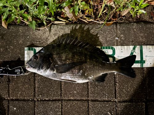 クロダイの釣果